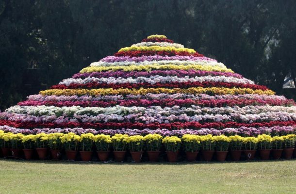 Various Flowers arranged in cliff shape at chrysanthemum show