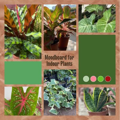 Moodboard for indoor plants - Podha